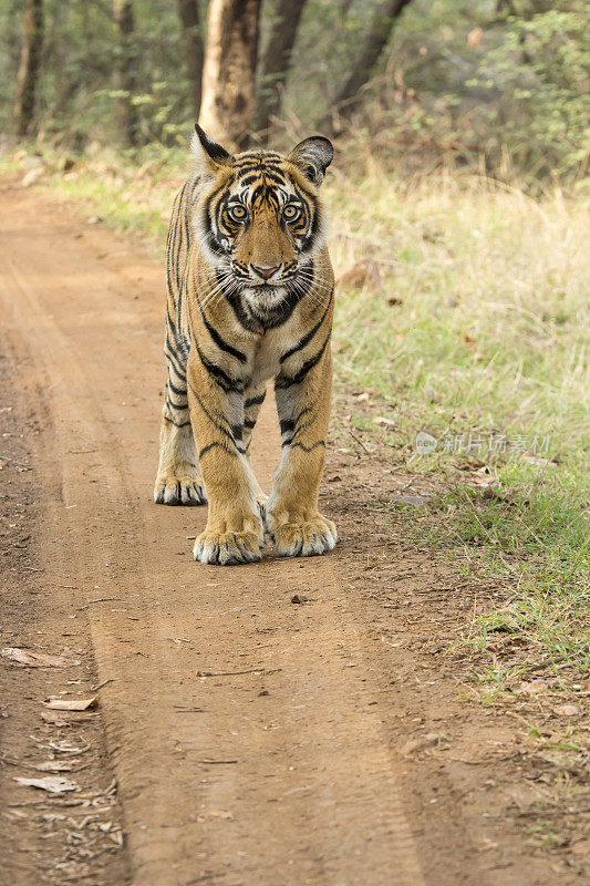 幼年孟加拉虎(Panthera tigris tigris)，野生动物拍摄